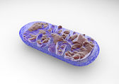 depositphotos_24488349-Section-mitochondria-cell[1]
